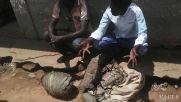 A trafficker with 4 giant pangolins arrested