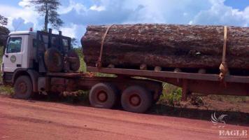 AALF in a clampdown on illegal logging!