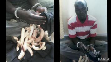 A trafficker with hippo teeth arrested