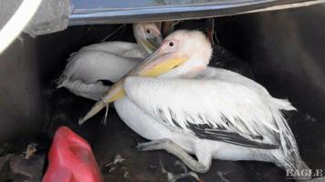 3 bird traffickers arrested