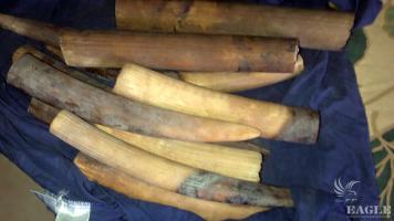 3 ivory traffickers arrested with 6 tusks