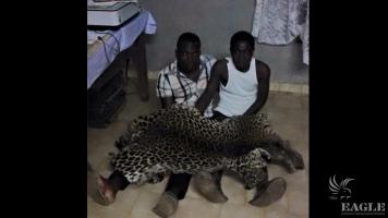 2 leopard skin traffickers arrested