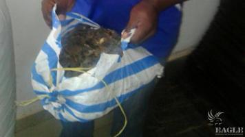 A trafficker arrested with 100 kg of pangolin scales