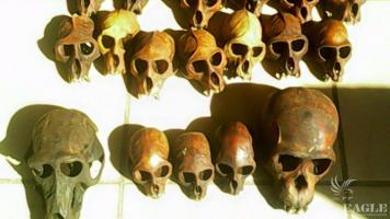 An ape skulls trafficker arrested