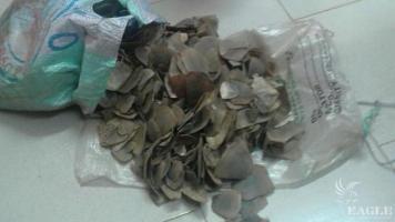 A trafficker arrested with 15 kg of pangolin scales