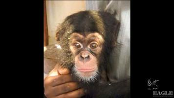 Second chimp baby rescued