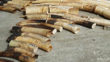 2 notorious traffickers arrested with 206 kg of ivory