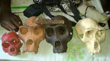 2 ape skulls traffickers arrested