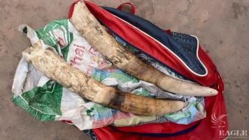 4 ivory traffickers arrested