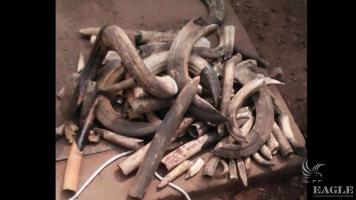 A trafficker arrested with hippo teeth and pangolin scales