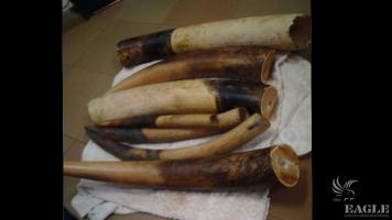 5 traffickers arrested 35 kg of ivory