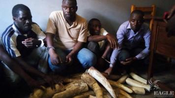 3 ivory traffickers arrested with 69 kg ivory
