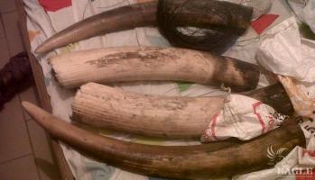 2 ivory traffickers arrested with 34 kg ivory