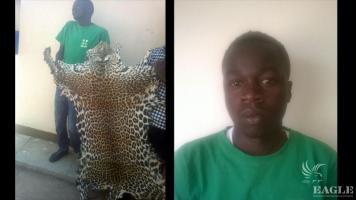 Notorious trafficker arrested with a leopard skin
