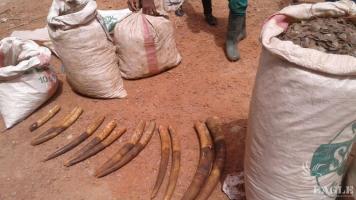 A trafficker arrested with ivory and pangolin scales