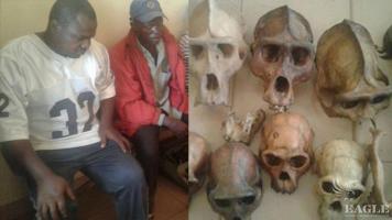 Two traffickers arrested with 9 ape skulls