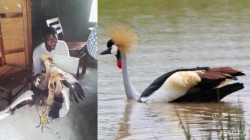 A bird trafficker with 2 Crested Cranes arrested