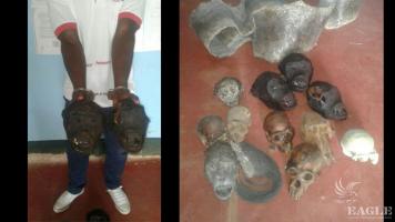 Ape trafficker arrested with 12 chimp skulls