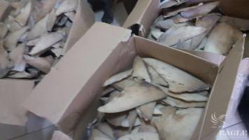 A trafficker arrested with 65 kg of shark fins