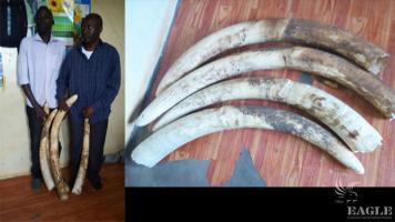 2 ivory traffickers arrested with 4 tusks