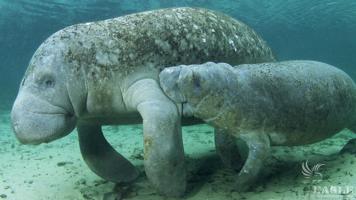 20 skulls and skeletons of African Manatees seized