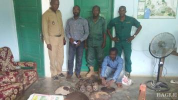 A trafficker arrested with 4 chimpanzee skulls and other contraband