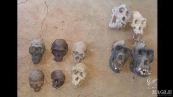2 traffickers arrested with 10 ape skulls