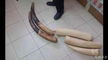 Cameroonian trafficker arrested with 26 kg of ivory