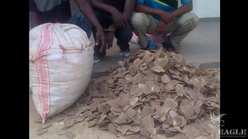 3 traffickers arrested with 70 kg of pangolin scales