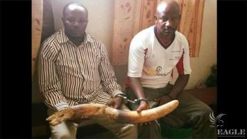 2 more ivory traffickers arrested