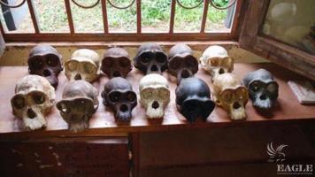 2 traffickers arrested with 12 chimpanzee skulls
