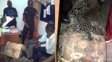 2 traffickers arrested with 3 leopard skins