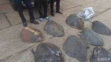 A trafficker arrested  with 8 sea turtle shells