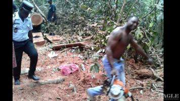 2 illegal loggers and 2 corrupt Forestry Officers arrested