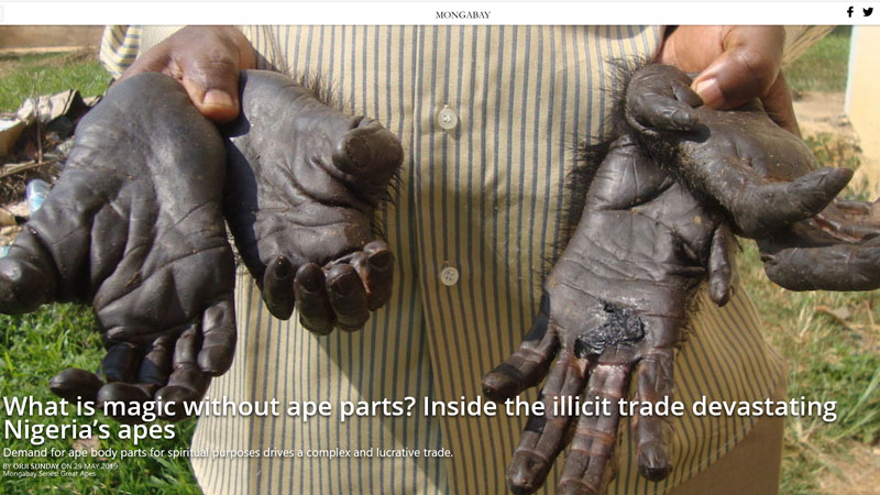 Ivory Coast Arrests Six in Ring That Smuggled Parts of Elephants, Leopards and Pangolins