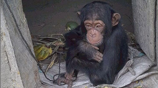 Moment an orphaned baby chimp is rescued after she was found in a tiny wooden box cowering from animal traffickers who had killed her mother