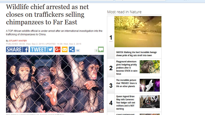 Wildlife chief arrested as net closes on traffickers selling chimpanzees to Far East