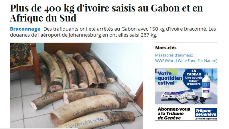 Plus de 400 kg d'ivoire saisis au Gabon et en Afrique du Sud